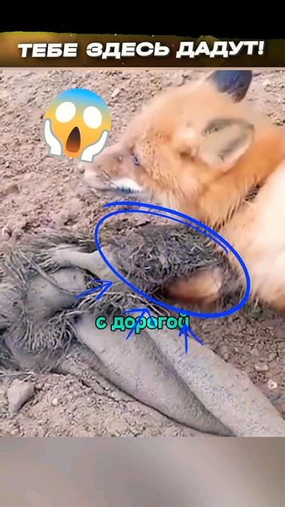 Спасение лисы именно сейчас