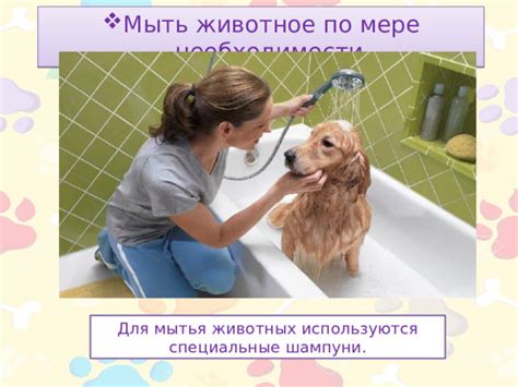 Специальные шампуни для мытья крыс