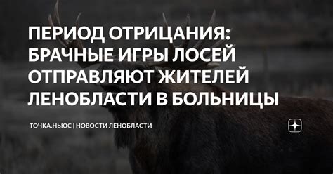 Специфика нахождения самок лосей в это время: