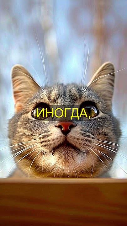 Специфика поведения котов