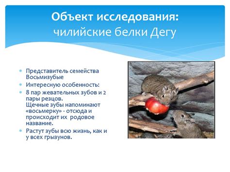 Специфика поведения самцов