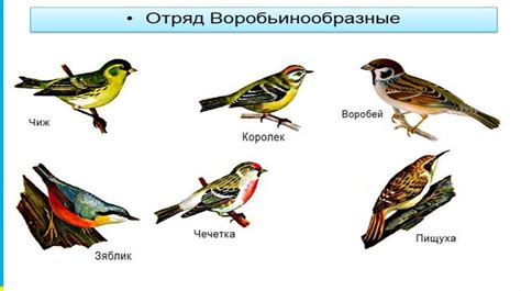 Специфическое поведение самцов и самок