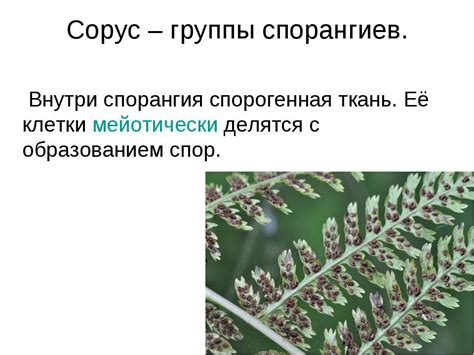 Споры внутри группы