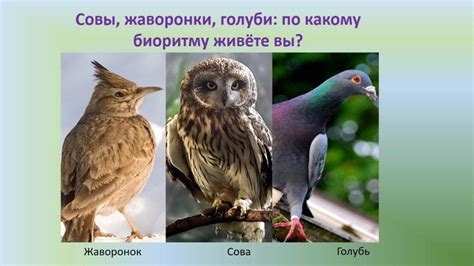 Споры и теории о чихании совы