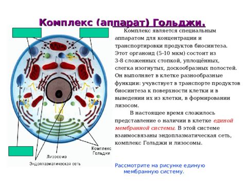 Споры о наличии аппарата Гольджи у эукариот