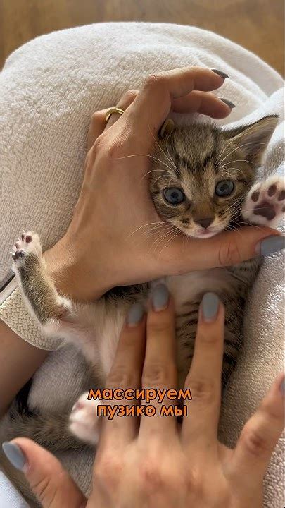 Способы выживания котят без мать-кормилицы