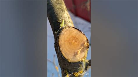 Способы нанесения садового вара
