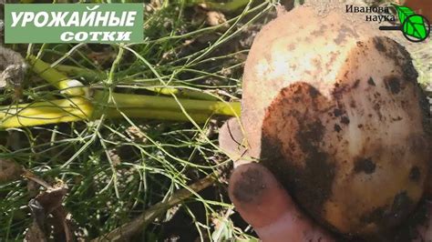 Способы определения готовности моркови к уборке