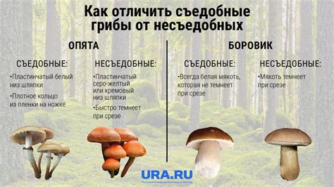 Способы определить готовность грибов