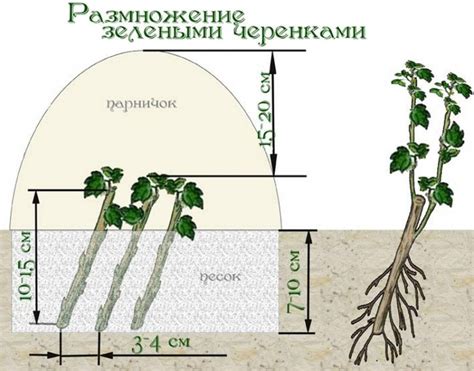 Способы посадки смородины