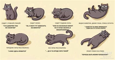 Способы сна у котов