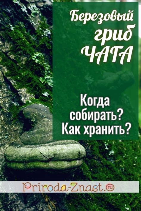 Способы хранения и использования собранной чаги