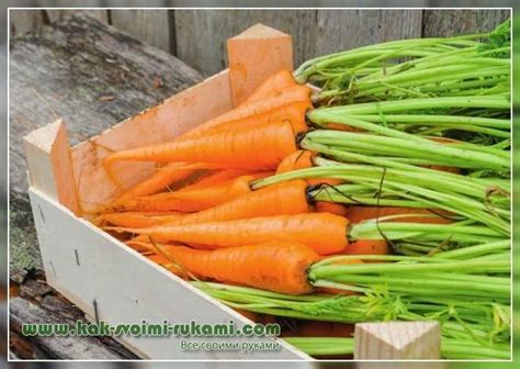 Способы хранения моркови после уборки