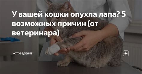 Спросите у ветеринара о первом рождении вашей кошки