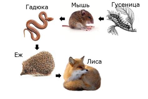 Сравнение пищевых привычек ежей и мышей