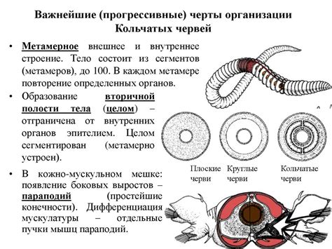 Сравнение полости тела у круглых червей и других типов червей