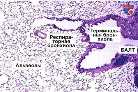 Сравнение строения концевых бронхов и бронхиол