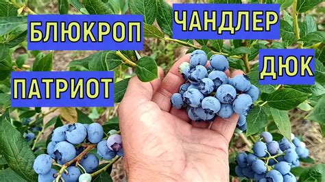 Сроки начала плодоношения голубики блюкроп