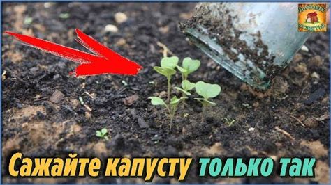 Сроки пересадки рассады на открытый грунт