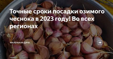 Сроки полива озимого чеснока в разных регионах России