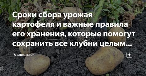 Сроки сбора и правила хранения урожая