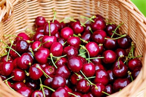 Сроки хранения вишни после сбора