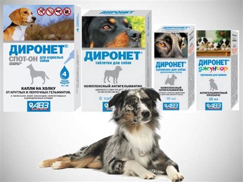 Срок действия инспектора для собак:
