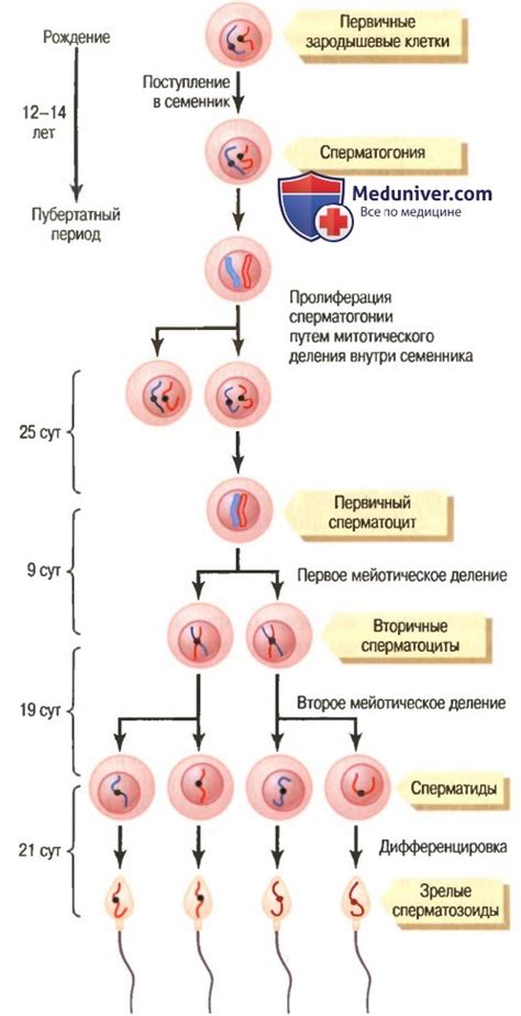 Стадии созревания