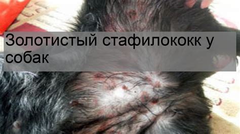 Стафилококк у собак: вероятность передачи человеку