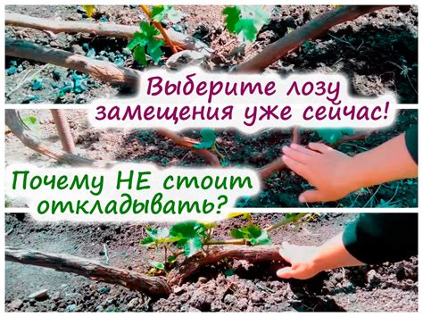 Стимуляция плодоношения на следующий год