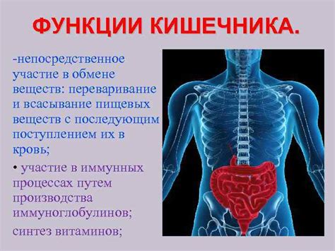 Стимуляция работы желудка и кишечника