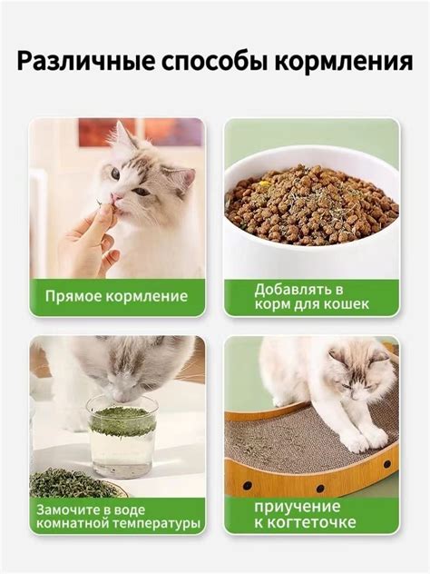 Стресс и аппетит кошек