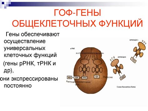 Структура и функция