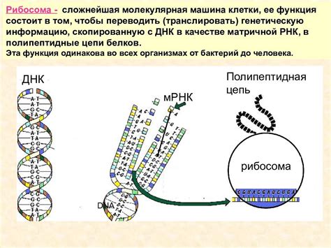 Структура и функция рибосом