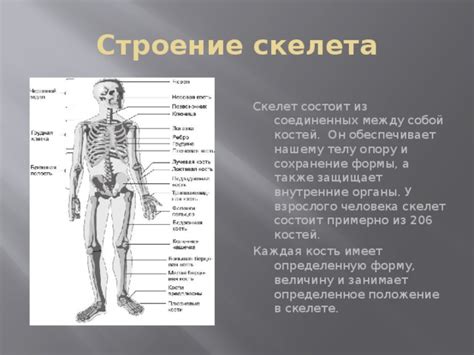 Структура костей и мышц