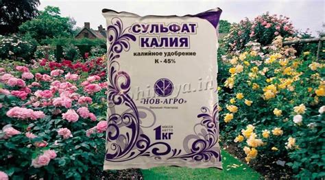 Сульфат калия для роз: правильное внесение и щадящий уход