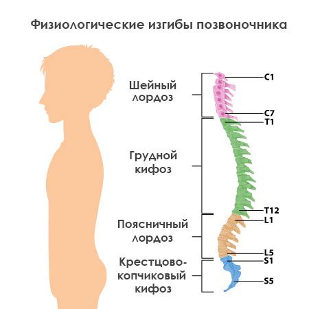 Сутулость: причины и последствия для позвоночника