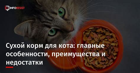 Сухой корм для кота: достоинства и недостатки