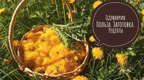 Сушка: полезные свойства и результаты