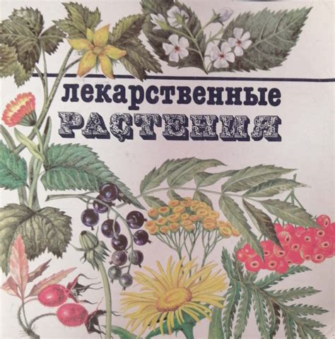 Сушка и хранение корней и клубней