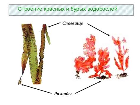 Существительный-глагол: роль красных водорослей в экологическом равновесии