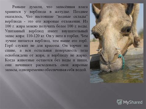 Сущность воды в жизни верблюда