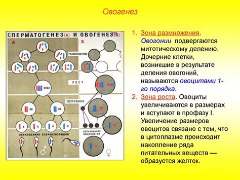 Сущность формирования костяков мальчиков