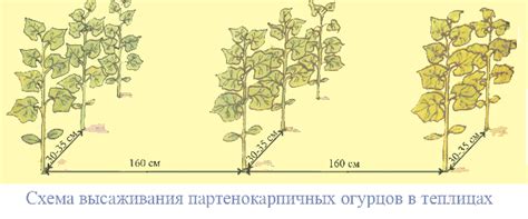 Схема высаживания рассады