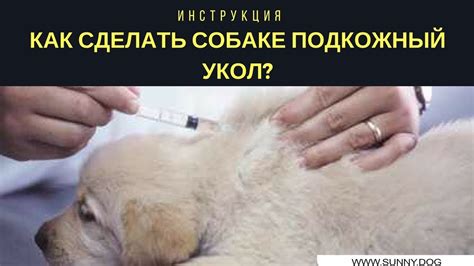 Схемы колоть глюкозу подкожно собаке