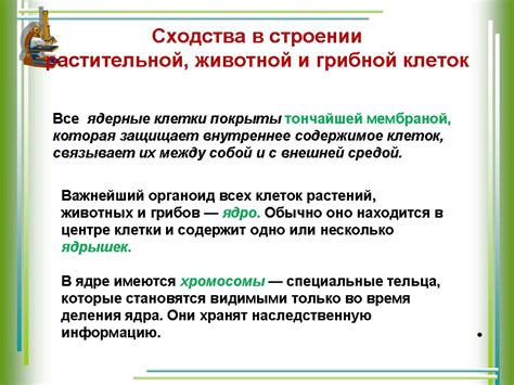 Сходства и различия между словами also и either