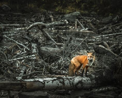 Тайны и загадки подмосковных лесов