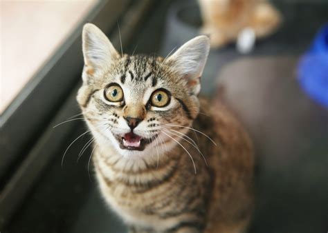 Тайны котового языка мигания