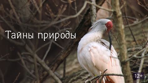 Тайны природы: птичьи свирели