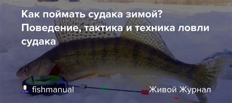 Тактика ловли судака на Дону